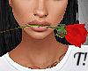 T! Valentine Rose