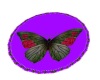 Butterfly Rug 2