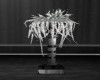 :YL:Classic Black plant