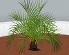 [KD] Small Palm Plant