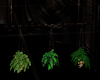 [CI]BlackGold Hng Plants