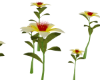6 Animated Lily Flowers