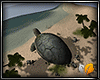(ED1)Turtle--beach-[HD]