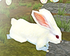 K| Rabbit Easter