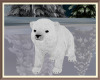 Winter Baby Polar Bear