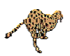 *(A)(T)Running Cheetah