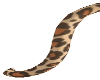 Wild Leopard Tail