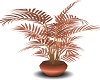 rosepink n  bronze plant