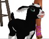 Cute Baby Goat (PET)
