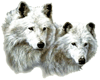 2 White Wolves