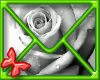 !(.)! White Rose Sign