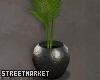 Palmera Plant