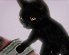 CAT Black He|She ✔