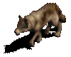 Animated Running  Wolf