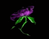 ~WD~Purple Rose Club