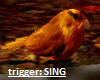 Pretty Singing Bird