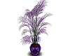 purple pasion plant