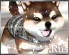 Rus Bliss Shiba Puppy 2