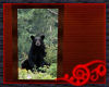Picture - Black Bear