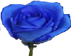 Blue Rose 03