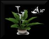 ~AW~ Cleopatra Plant