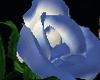 [ADR]Rose Of Love WHITE