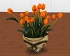 Orange Tulip Plant Anim