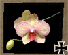 [RC] Orchidee2