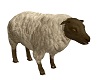 Sheep Anim.