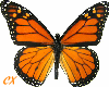 CX Monarch Butterflies