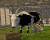 Cow & Calf *Animated
