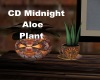 CD Midnight Aloe Plant