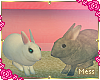 2 bunnies ♥