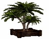 POTTED ROYAL PALM