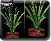 # plant + red animated