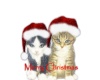 -H- Cats Merry Christmas