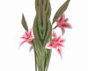 Flowers +plant