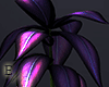 Plant Lilac