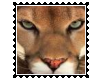 Tiger Closeup Biggie