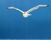 Animated Gull