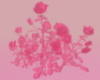 Pink PINK roses