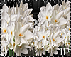 Spring White Flowers