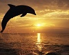 dolphine pic 3