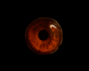 Olhos castanho