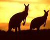 sunset roos