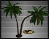 Palms with Swing