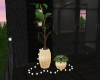 xN! Aliz Plants
