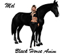 Black Horse Anim