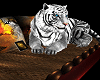 Ambient Tiger Furniture