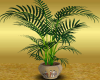 (H)Tall pot plant